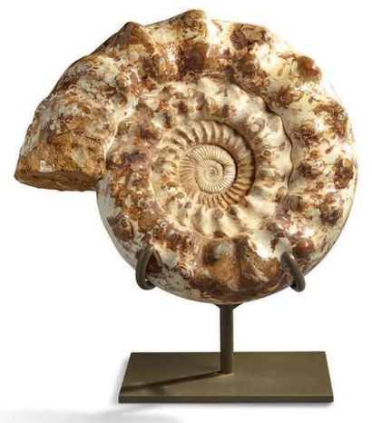 null Grande ammonite Cranosphinctes, Mésozoïque, Oxfordien, Jurassique supérieur...
