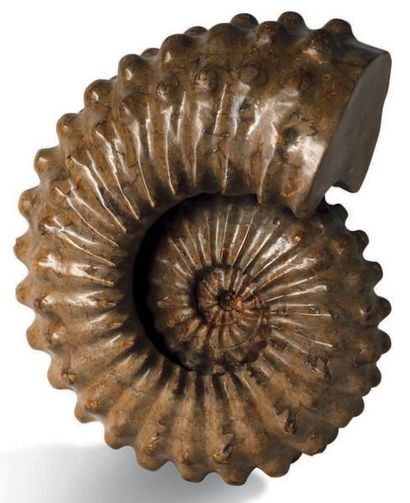 null Ammonite non déterminée, Crétacé, Madagascar
Très décorative