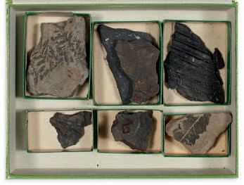 null Collection de quatre coffrets de fossiles divers