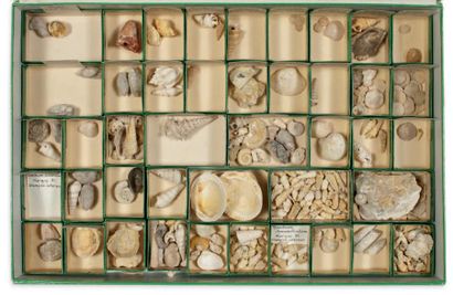null Collection de quatre coffrets de fossiles divers