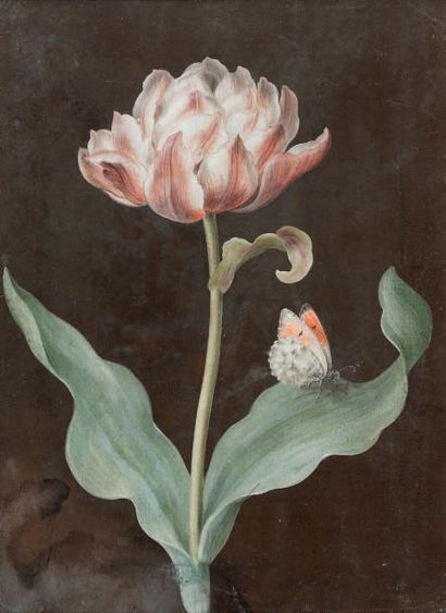 École FRANÇAISE du XVIIIe siècle Etude de fleurs et papillon
Aquarelle
27 x 19,5...