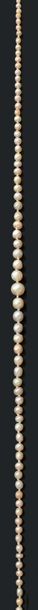 null Collier composé de 97 perles fines en chute.
Fermoir en or gris 18K (750) ajouré...