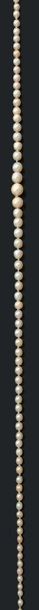null Collier composé de 103 perles fines en chute.
Fermoir rectangulaire en or gris...