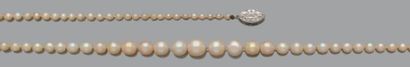 null Collier composé de 93 perles fines en chute et de 4 perles de culture.
Fermoir...
