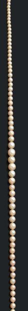 null Collier composé d'une chute de 120 perles fines.
Fermoir en or serti d'une perle...