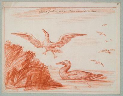 null LE MASSON du PARC Pesche & Chasse des oiseaux de mer.
A Dieppe 1721.
Texte Histoire...