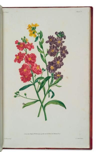 Jean-Louis PREVOST Collection des fleurs et des fruits.peints d'après nature par...