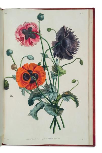 Jean-Louis PREVOST Collection des fleurs et des fruits.peints d'après nature par...