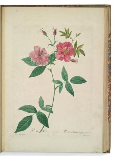 REDOUTE Suite ... tirée des Roses.
In folio (445x235); demi-toile à coins.
55 planches...