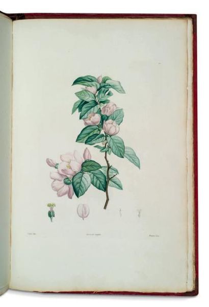 Redouté/Jean-Jacques ROUSSEAU La Botanique de J.J. Rousseau, ornée de soixante-cinq...