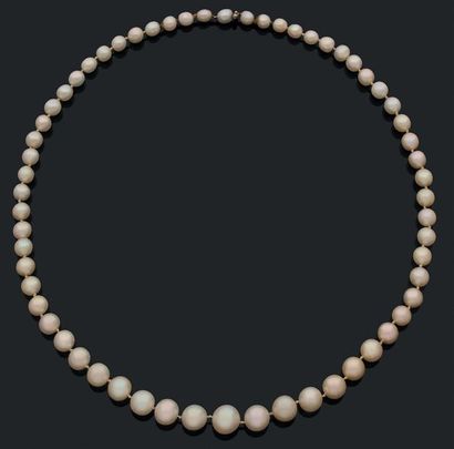 null 
Collier composé de 60 perles fines en chute. Fermoir orné d'une perle. Pb.:...