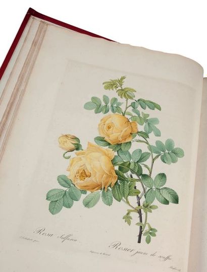 Pierre-Joseph REDOUTE (1759-1840) Les Roses par P.J. Redouté, peintre de fleurs,...