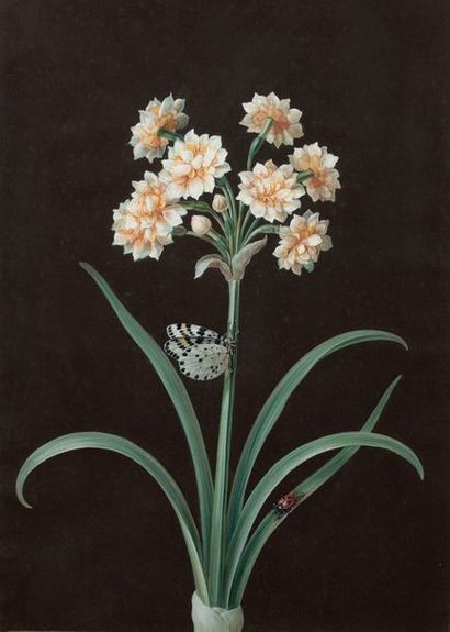 BARBARA REGINA DIETZSCH (NUREMBERG 1706 - 1783) 
Jacinthe blanche aux papillons
Narcisses...