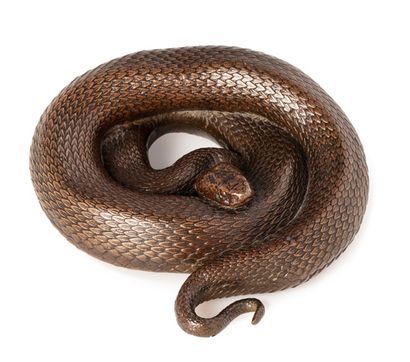 JAPON Okimono en bronze de patine claire, représentant un serpent lové.
L. 10, 2...