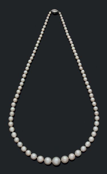 null 
Collier "Perles fines" Chute de 82 perles fines et 1 perle de culture. Fermoir...