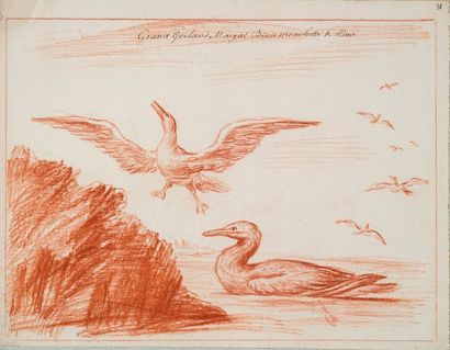 null LE MASSON DU PARC.
Pesche & Chasse des oiseaux de mer. A Dieppe 1721.
Texte:...