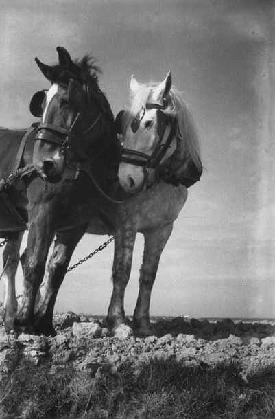 Roger SCHALL (1904-1995) Les chevaux picards, c.1929 
Photographie, tirage argentique...