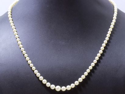  Collier composé d'une chute de perles de culture d'environ 3.5 à 6.9 mm. (manque...