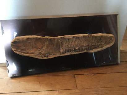 Grand fossile de poisson 
L : 45 cm.