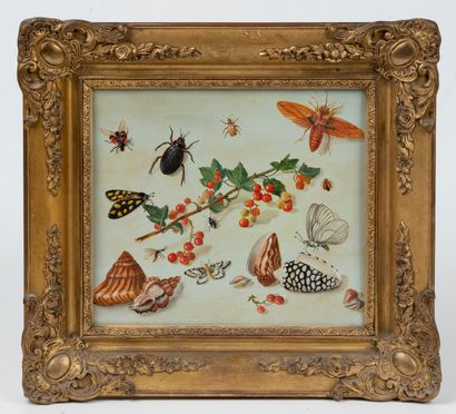 Ecole Moderne 
Insectes, fruits et coquillages...