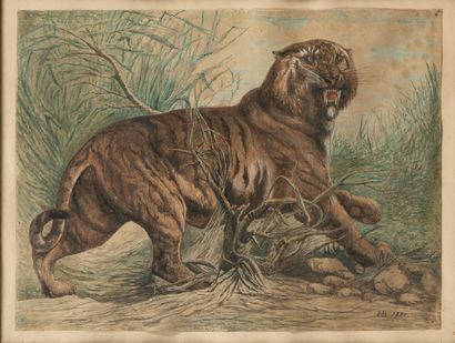 IB (XIXème) 
Tigre, 1880 
Aquarelle et gouache...