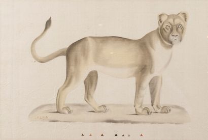  LA ROCHE LAFFITTE (born in 1943) 
Lioness 
Pencil and watercolor on marouflaged...