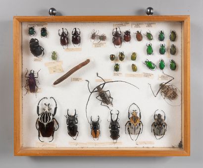 ENTOMOLOGY 
Box containing various insects...