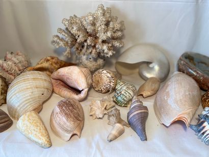 Lot of shells