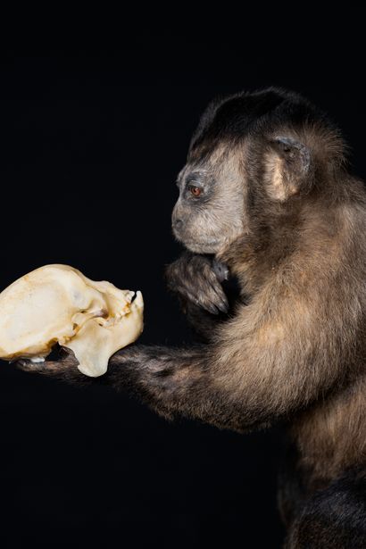  "Simian thinking". 
Cebus Apella monkey, naturalized specimen sitting on a pile...