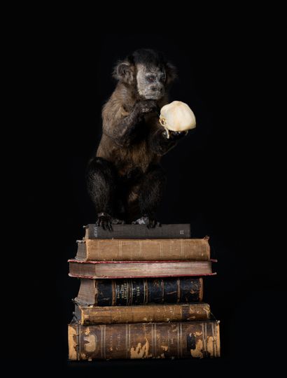  "Simian thinking". 
Cebus Apella monkey, naturalized specimen sitting on a pile...