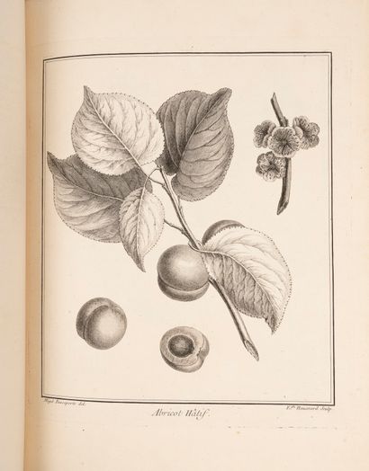  DUHAMEL DE MONCEAU (Henri-Louis). Traité des arbres fruitiers, contenant leur figure,...