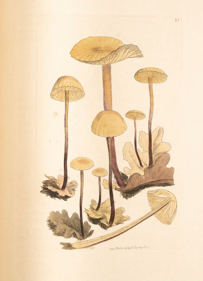 null SOWERBY (James). Coloured figures of English fungi or mushrooms. Londres, printed...