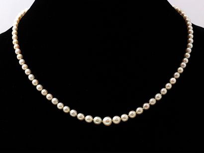 null Necklace made up of a fall of 81 baroque cultured pearls of approximately 3.4...