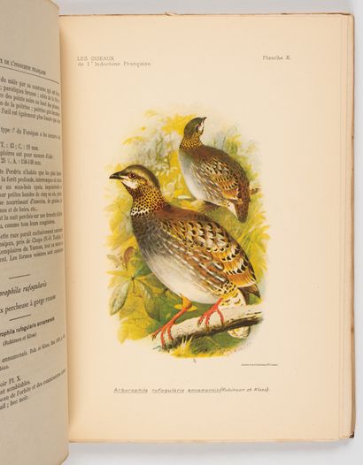 DELACOUR et JABOUILLE. DELACOUR et JABOUILLE. 
Les oiseaux de l'Indochine française....