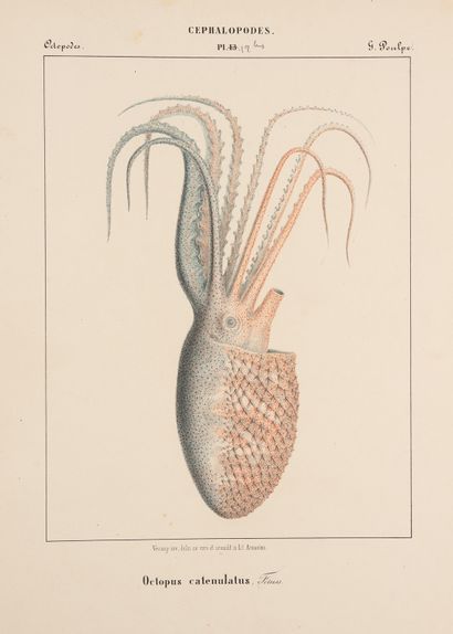 VERANY (Jean-Baptiste). VERANY (Jean-Baptiste).
Mollusques méditerranéens. 
Gênes,...