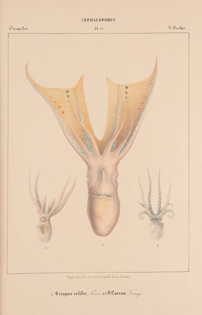 VERANY (Jean-Baptiste). VERANY (Jean-Baptiste).
Mollusques méditerranéens. 
Gênes,...