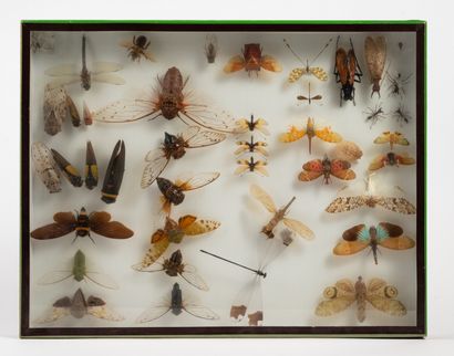 null Boîte entomologique comprenant environ 39 spécimens dont cigales et libellu...