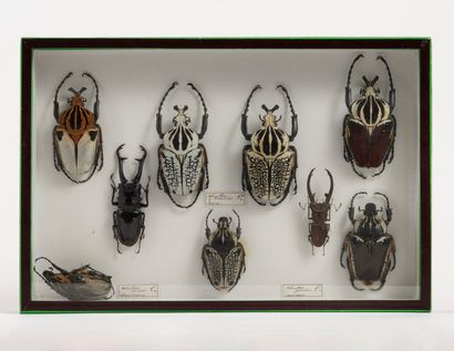 null Boîte entomologique comprenant neufs spécimens de coléoptères dont goliathu...