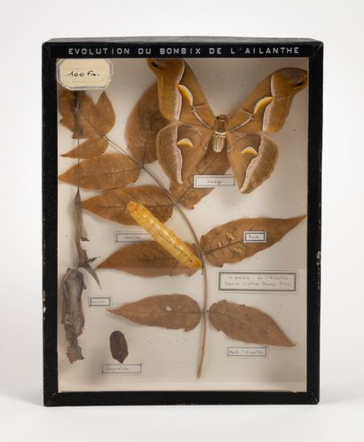 null Boîte entomologique comprenant des spécimens d'évolution du Bombyx de l'ailante...