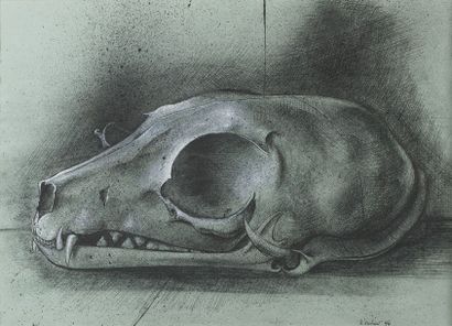 Howard WARSHAW (1922-1977) Crâne d’Animal...