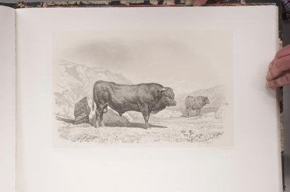 BAUDEMENT (Émile) Les Races bovines au concours agricole de Paris en 1856. In-folio...