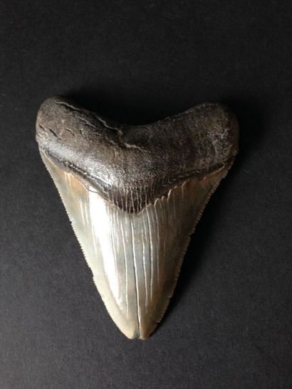 null Dent de requin géant Megaselachus megalodon. Caroline du Sud. Miocène, 20 million...