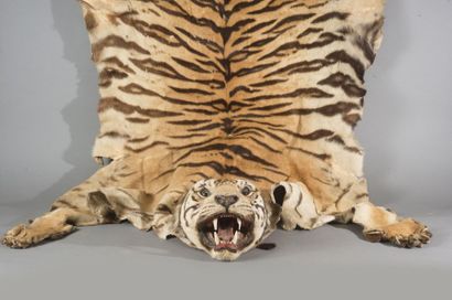 null Tigre d’Indochine (I/A) pré-convention Felis tigris corbetti

Belle peau plate...