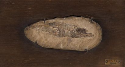 null Poisson fossilisé : Rhacolepis buccalis. Arapine, Brésil?

Crétacé inférieur....