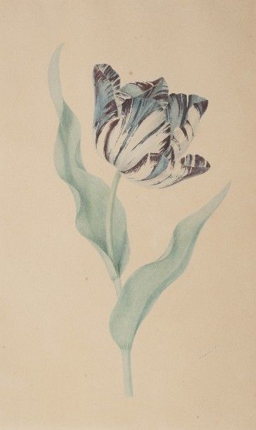 null Laure DEVERIA (Paris 1813 – 1838)

Une tulipe

Aquarelle et gouache

42 x 25,5...