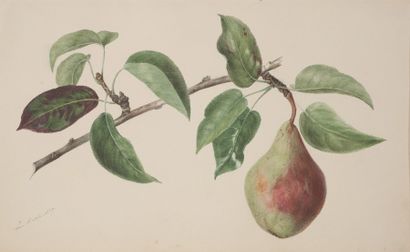 null Laure DEVERIA (Paris 1813 – 1838)

Une poire sur sa branche

Aquarelle et gouache

27,7...
