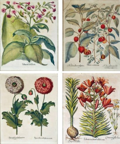 null Ensemble de six planches botanique : « LILIUM CRUENTUM BULBIFURUM MALUA ARBOREF­CENS...