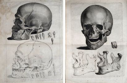 null Paire de gravures en noire représentant de façon anatomique le crâne humain....