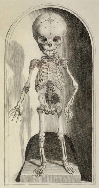 ANONYME Squelette d'enfant Gravure en noir. XIXe siècle. 45 x 27,5 cm AC