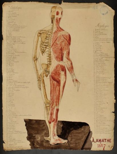null Grande planche d'anatomie humaine synthé- tisant l'ostéologie sur une partie...